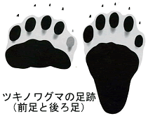 ツキノワグマの前足と後ろ足の足跡の形が描かれたイラスト