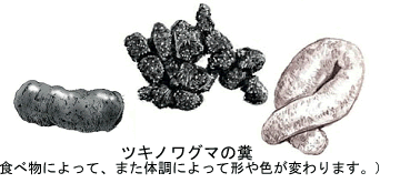 ツキノワグマの様々なフンの形が描かれたイラスト