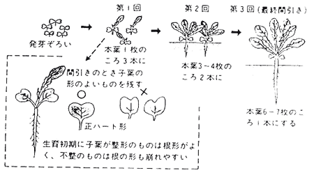 大根の間引きの時期ややり方について図解したイラスト