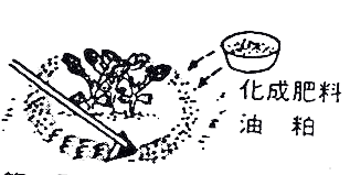 化成肥料と油粕を混ぜた肥料の容器と、大根の葉が描かれたイラスト