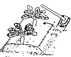 畑の畝の右溝側から山側に土を寄せているところを図解したイラスト
