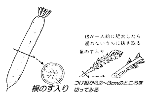すの入った大根の断面と、同じくすの入った茎の状態について図解しているイラスト