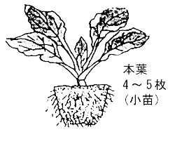 本葉四本分葉をつけたはくさいの小苗の写真