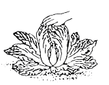白菜の上部を手で押さえて、かたくしまっているか確認しているイラスト