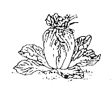 白菜の外葉を上の方で紐で縛っているイラスト