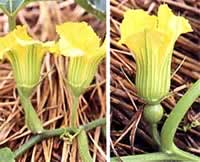 大ぶりの黄色いかぼちゃの雌花の写真と、小ぶりの雄花の写真を並べた二枚の写真