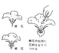 雌花に雄花の茎を擦り付け、人工的に受粉させているかぼちゃの授粉図解イラスト