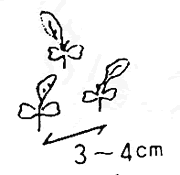 本葉が一つ生えたかぶの葉っぱのイラスト