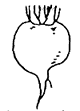 根の部分が少し痩せてねじれて育ったかぶのイラスト