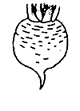 茎の付け根の青い部分が大半を占めているかぶのイラスト