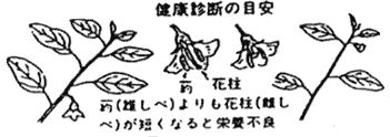 栄養状態を知るために複数の枝や花が並んでいるイラスト