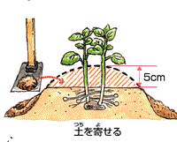 種芋の上に、およそ5センチメートルの土をかぶせるよう図解したイラスト