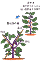 ナスの芽かきの方法と整枝後が描かれたイラスト