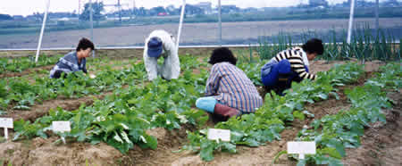 畑の畝に生い茂げる葉っぱをかき分けて作業をしている人たちの写真