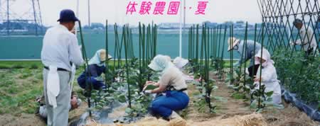 なすの苗の手入れをしている人たちの写真