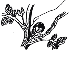 葉の付け根の小さなわき芽を手で摘み取っているイラスト