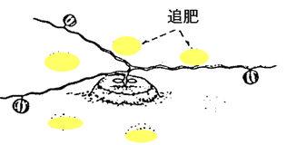 スイカの栽培追肥箇所を図解したイラスト