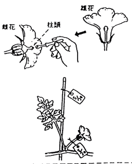 雌花に雄花の花弁を軽くなすりつけている栽培人工授粉のイラスト