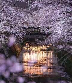 岸渡川堤桜並木