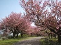 公園内の歩道脇に沿って並び桃色の花を咲かせているサクラの木々の写真