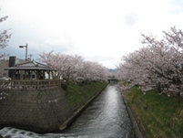 中央を流れる川の左右の護岸に沿って立ち並び川面に枝を伸ばして花を咲かせている桜並木の様子の写真