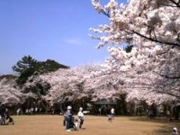 青空の広がる公園で満開に咲いたさくらの木が伸ばす枝とそれを仰ぎ見て眺めている人たちの様子の写真