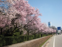 青空の下、通り脇の歩道と生垣に沿って立ち並び花を咲かせた枝を伸ばす桜並木の写真