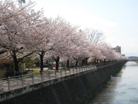 川岸の遊歩道に沿って立ち並び花を咲かせている桜並木の様子の写真