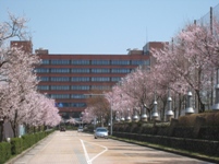 青空の下、市役所の建物を背景に正面の道路の左右に立ち並び花を咲かせている桜並木の写真