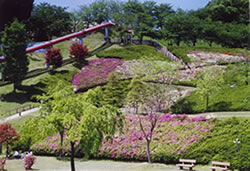 広々とした緑の丘にピンク色のお花のついた低木の植えられた写真