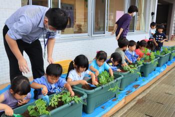 プランターの土に、ゴーヤの苗を植える保育園児たちの写真