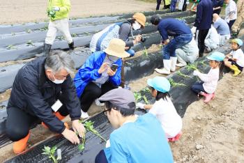 大人の男女と園児たちが、黒いシートのかかった畝に、サツマイモの苗を植えている写真