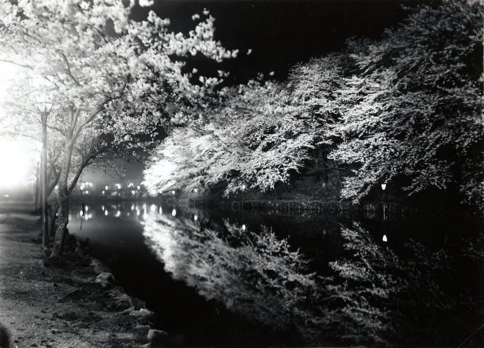 ライトアップされた桜並木が水面に映る様子が収められた古写真