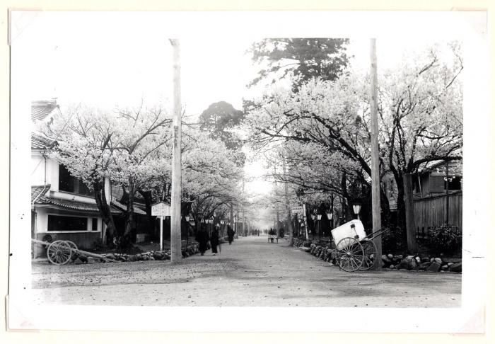 通りの両側に連なる桜並木が正面から収められた古写真