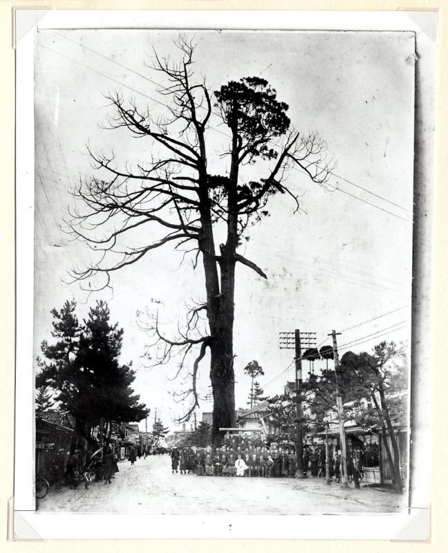 七本杉の全体と、その伐採前後に行われた祭祀の様子が収められた古写真