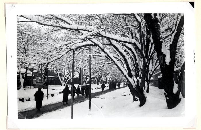 道端や桜の木の上に雪が積もっている様子が収められた古写真