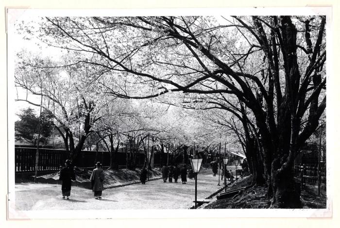 ぼんぼりの立てられた春の桜馬場で人が行き交う様子が収められた古写真
