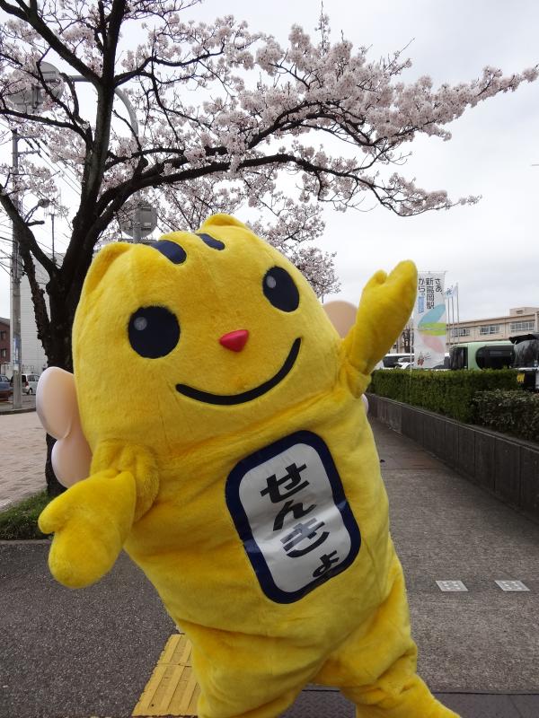 開花期を迎えた桜の木の前でポーズをとる「めいすいくん」の写真