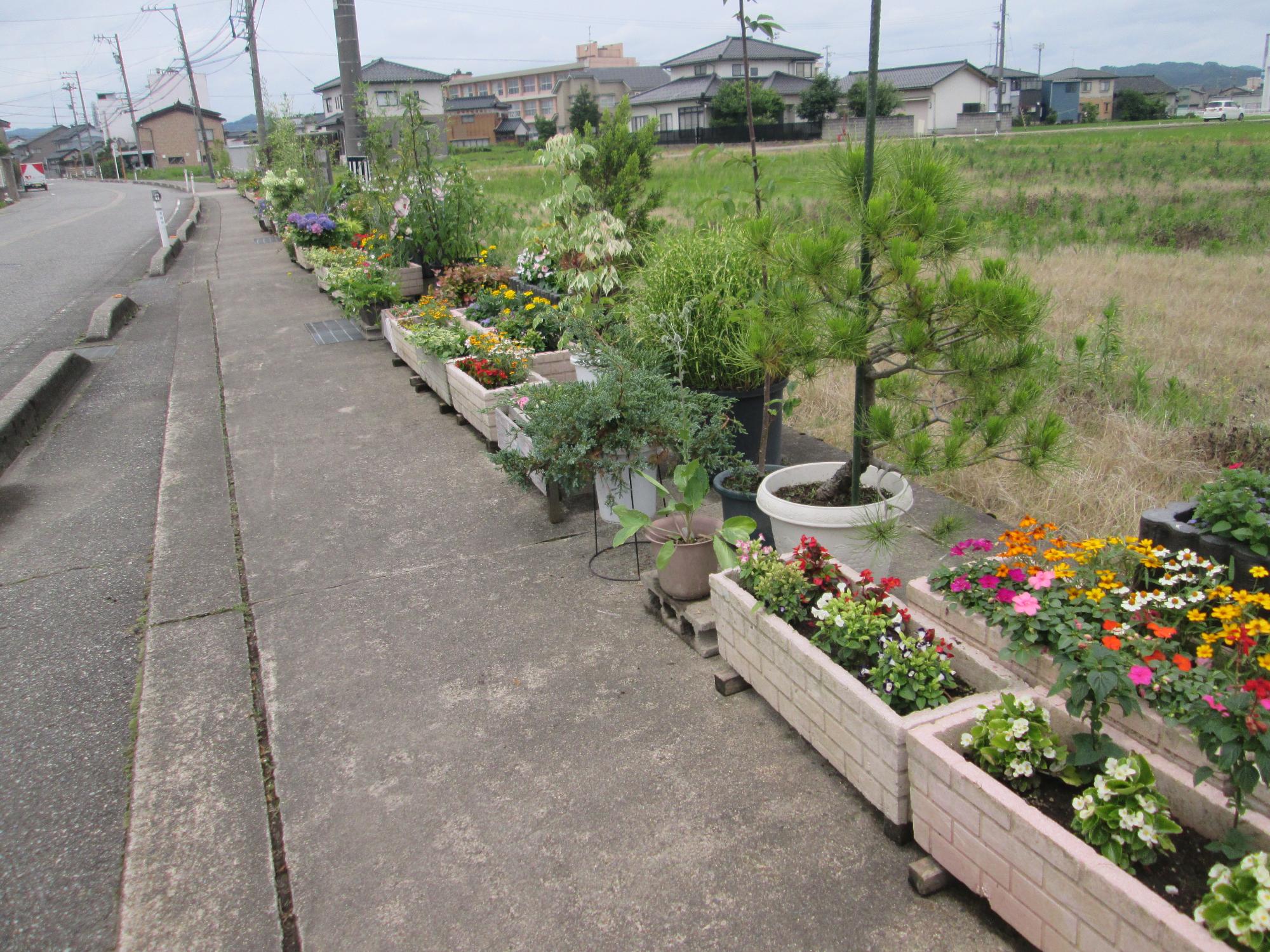 田んぼの前に並ぶ草花のプランターと心に花咲くふれあいロードと書かれた看板の写真