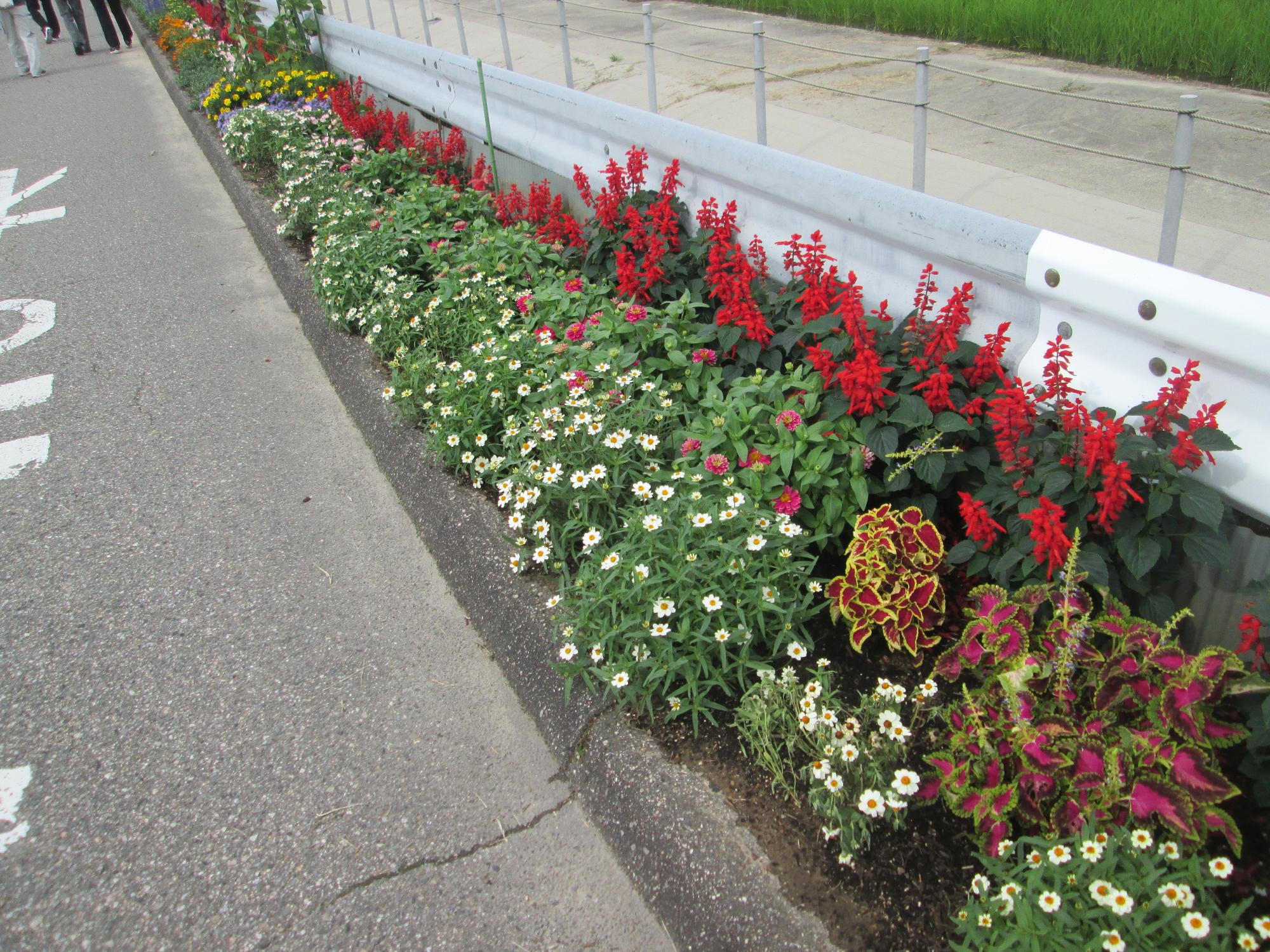 ガードレールに沿って道路側に咲いているピンクや紫の花々の写真