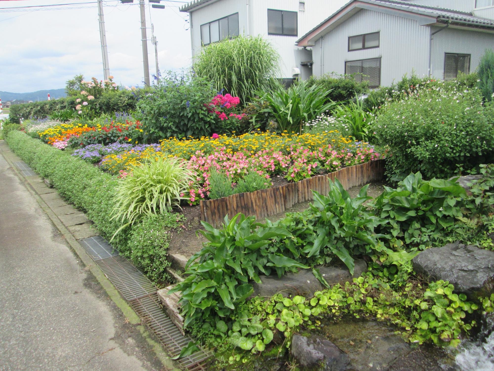 青空の下に草花が咲いている蔵野町花の愛好会花壇の写真