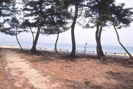 ビーチ付近を走る男性と6本の木と未舗装の道路の写真