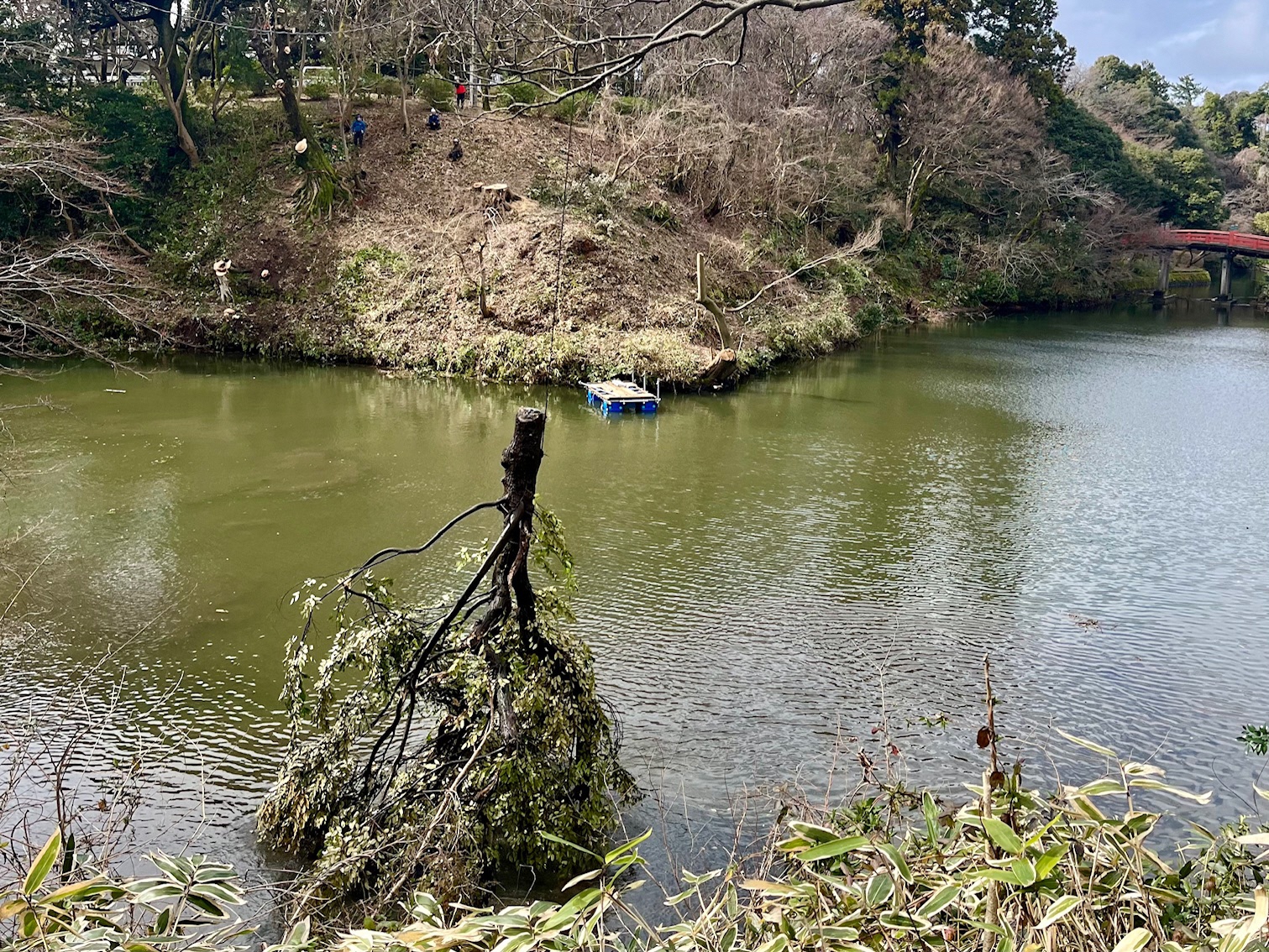 伐採した樹木をクレーンで吊り運搬する様子