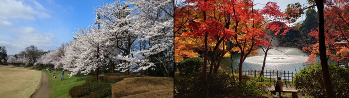 桜が咲いている本丸広場と紅葉が美しい中の島付近の写真