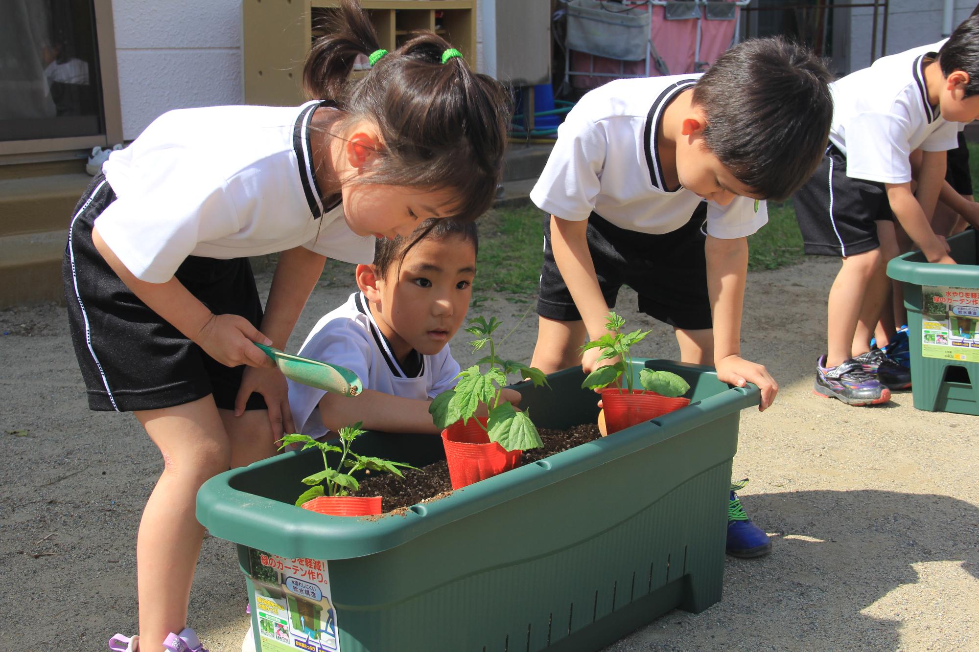苗を植える子供たち