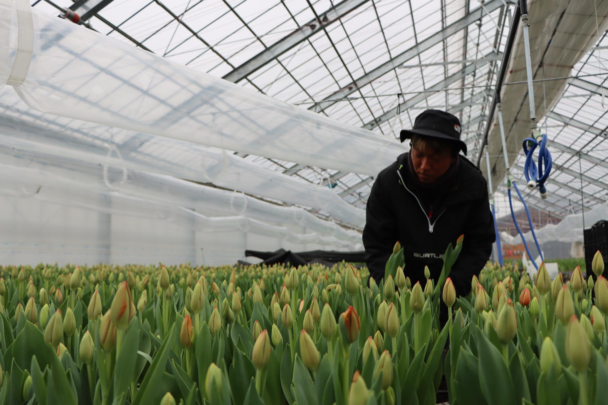 高岡産のチューリップを全国へ