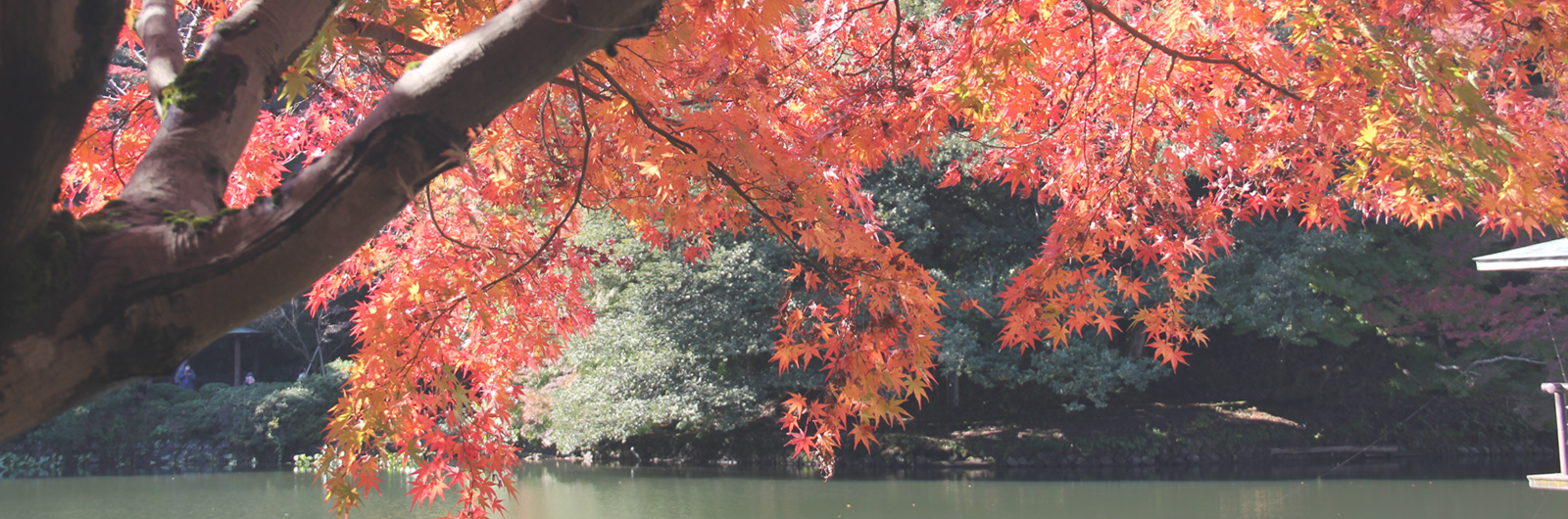 古城公園の紅葉の様子