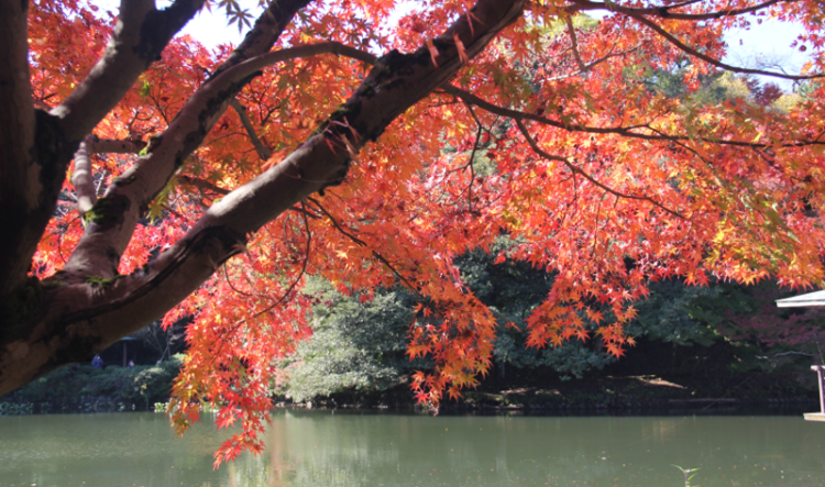 古城公園の紅葉の様子