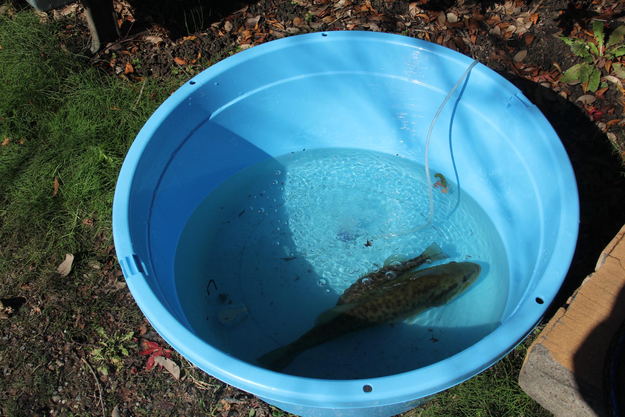 釣り上げた魚がバケツの水の中で泳いでいる様子