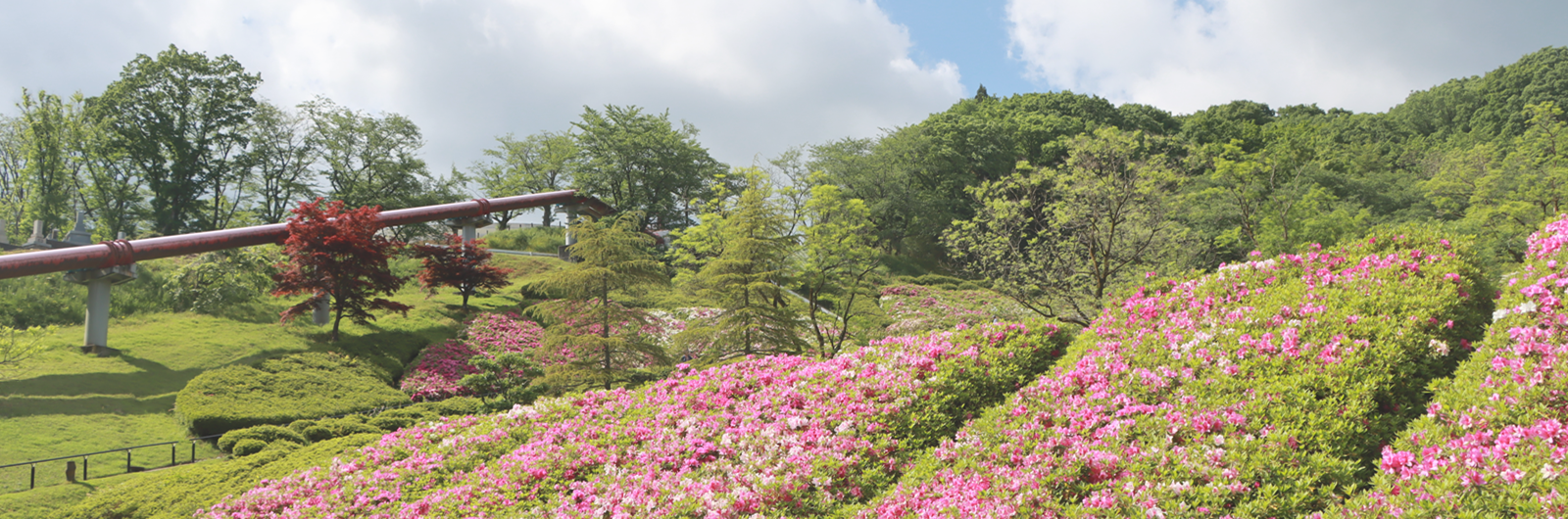 水道つつじ公園の様子